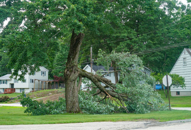 Best Tree Pruning Services  in Trevorton, PA